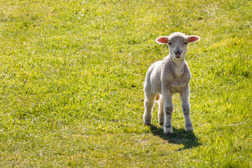 closeup of a curious newborn lamb bleating on green grass meadow with copy space © Patrik Stedrak