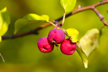 Delicious ripe Chinese apples hang on a branch. Small reddish-purple fruits are illuminated by the sun. Three attractive fruits.