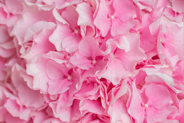 Close up view of hydrangea flowers. Stylish background for beauty, fashion and business sphere.