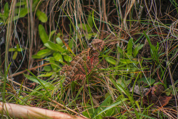 Camaleón de Montaña(Phrynosoma orbiculare) - amaleón de Montaña (Phrynosoma orbiculare) - lagarto de montaña - lagartija llora sangre - lagartija de cuernos - falso camaleón - reptil de camuflaje © Aldadeyta