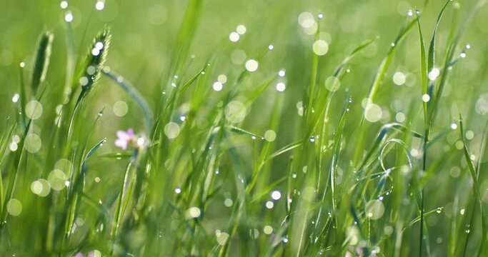 Foreground dew drops on the long green grass in panorama motion