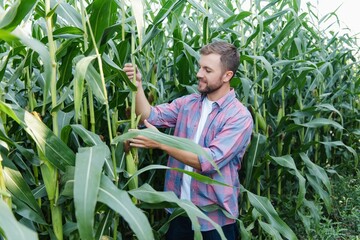 Agronomist holds tablet touch pad computer in the corn field and examining crops before harvesting. Agribusiness concept. Brazilian farm.