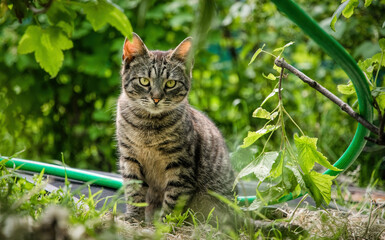 Naklejka na ściany i meble Little tabby cat hunting in the garden 