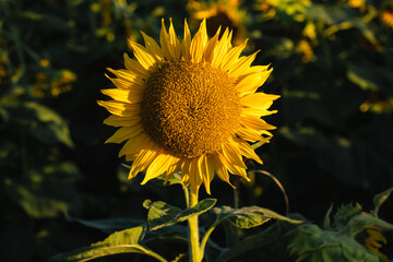 yellow sunflower in the field