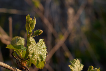 young grape shoot with green leaves taken close-up