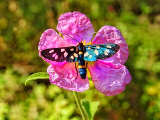 butterfly on a flower