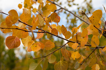 Fall colored leaves on aspen tree limbs