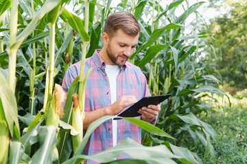 Agronomist holds tablet touch pad computer in the corn field and examining crops before harvesting. Agribusiness concept.