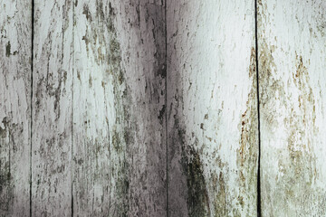 textured old wood board with white paint residues and mildew. Pine plank background for design and...