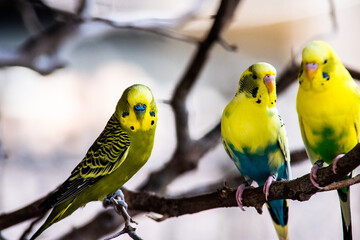 budgerigar