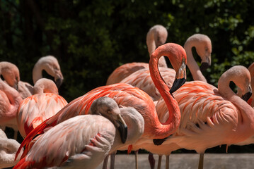 Pink flamingos' close-up standing in a pool