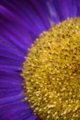 Purple peony-shaped asters, extreme close-up.