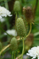 The inflorescence of a scabious flower is close-up on a flower bed.