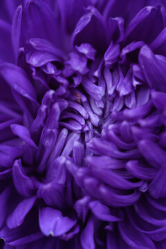 Purple peony-shaped asters, extreme close-up. © Grigoriy
