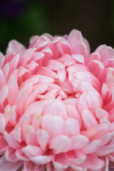 Pink peony-shaped aster extreme close-up.