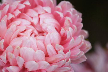 Pink peony-shaped aster extreme close-up.