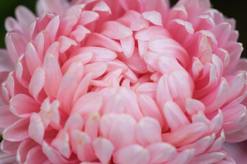 Obraz premium Pink peony-shaped aster extreme close-up.