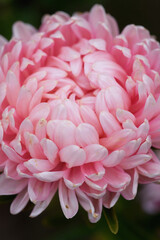 Pink peony-shaped aster extreme close-up.