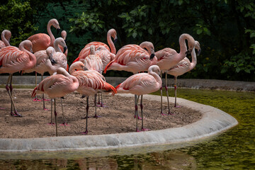 Group of pink flamingos standing on an artificial island in the middle of a little pond  in a zoological garden