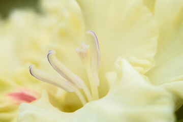 Gladiolus inflorescence with pistils and stamens in detail