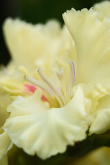 Fototapeta premium Gladiolus inflorescence with pistils and stamens in detail