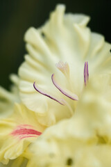 Gladiolus inflorescence with pistils and stamens in detail