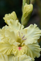 Gladiolus inflorescence with pistils and stamens in detail