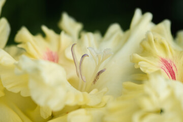 Gladiolus inflorescence with pistils and stamens in detail