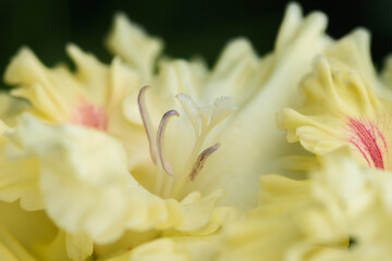 Gladiolus inflorescence with pistils and stamens in detail