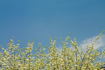 branches with white flowers against the blue sky. background with place for text. spring flowering apple tree. Apple orchard.