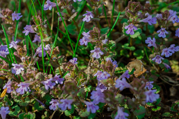 purple flowers on a background of green grass and leaves.
summer meadow in the park. beautiful summer flowers. wild plants.