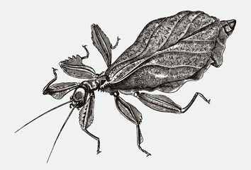 Walking leaf insect phyllium siccifolium in top view. Illustration after antique engraving from the early 19th century
