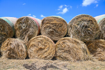 Round hay bales in field at summer. Hay bale under blue sky. Food for animals. - obrazy, fototapety, plakaty