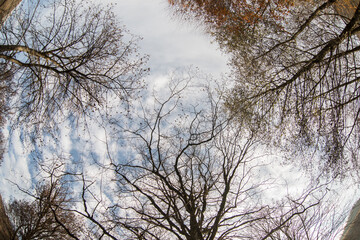 Autumn trees in the forest. Top to bottom view.