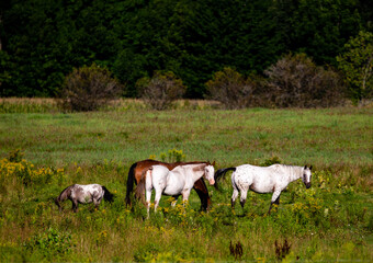 Fototapeta na wymiar Wisconsin horses feeding in a pasture in August