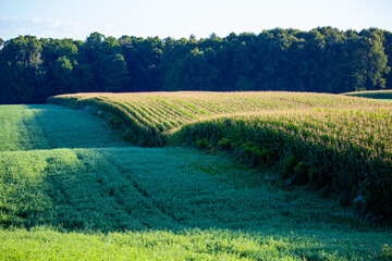 Farm strip cropping in Wisconsin with corn and hay