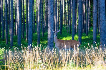 Wisconsin white-talled deer (Odocoileus virginianus) in a pine forest in August