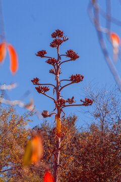 Platanera de maguey - maguey - flor de maguey seca - flor de agave - quiote - quiote de maguey