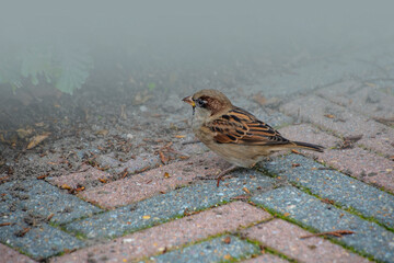 House sparrow on the street. Sparrows are accustomed to the urban environment