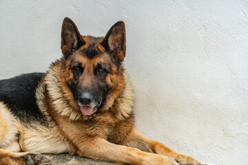 german shepherd dog