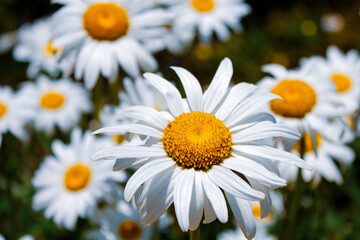 Close up of wild Daisy flowers in a field on a sunny day