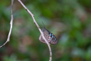 Butterfly in the forest