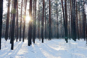 Winter pine forest in sunny day, between trees see sun
