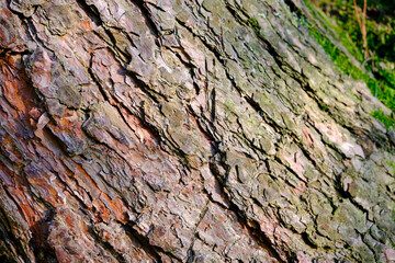 Moss on the bark of a tree. Bark covered with green moss, plants.Dark green tree bark texture for background. green wallpaper. 