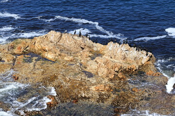 View from the bluffs of Montana de Oro State Park, with cormorants sitting on the rocks