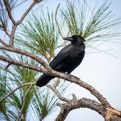 Perched up American Crow