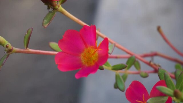 Portulaca flower with a natural background. Indonesian call it krokot
