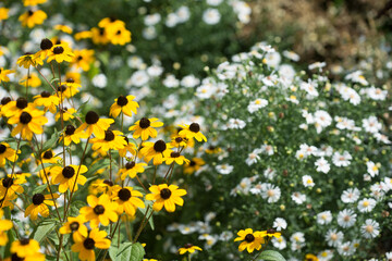 field of yellow and white flowers