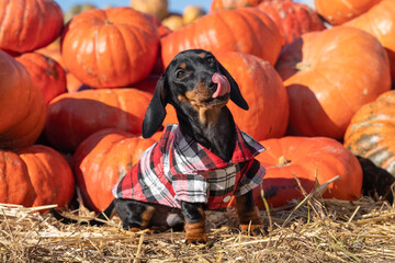 Playful active dachshund puppy in checkered shirt stands by pile of pumpkins and licks its lips....