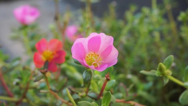 Portulaca flower with a natural background. Indonesian call it krokot
